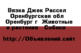 Вязка Джек Рассел - Оренбургская обл., Оренбург г. Животные и растения » Собаки   